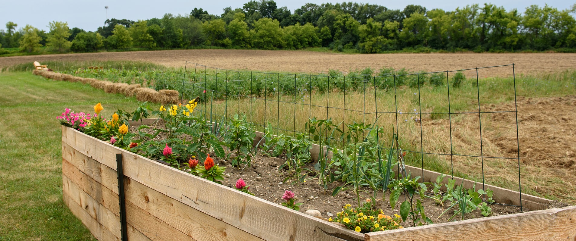 field with raised garden bed